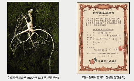 백기엽산삼배양근 배양과정