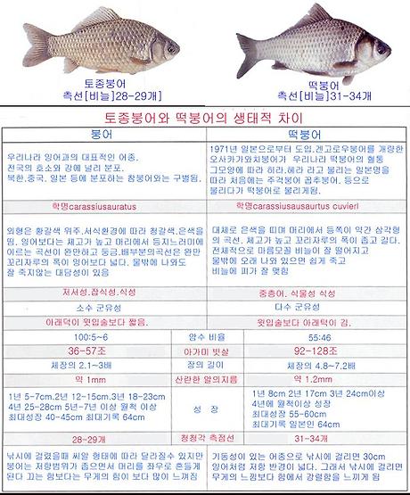 참붕어 이미지