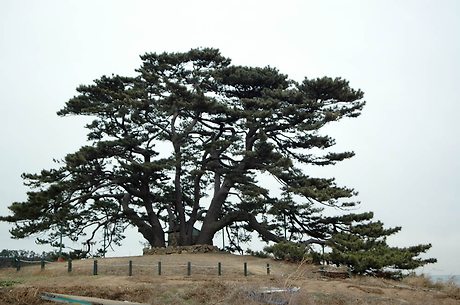 국수당 이미지