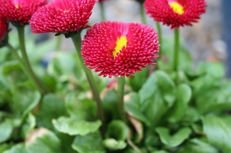 데이지(daisy) 이미지