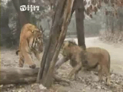 狮子vs老虎