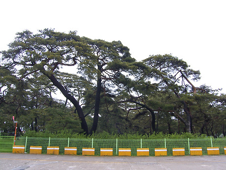 송림(松林) 이미지